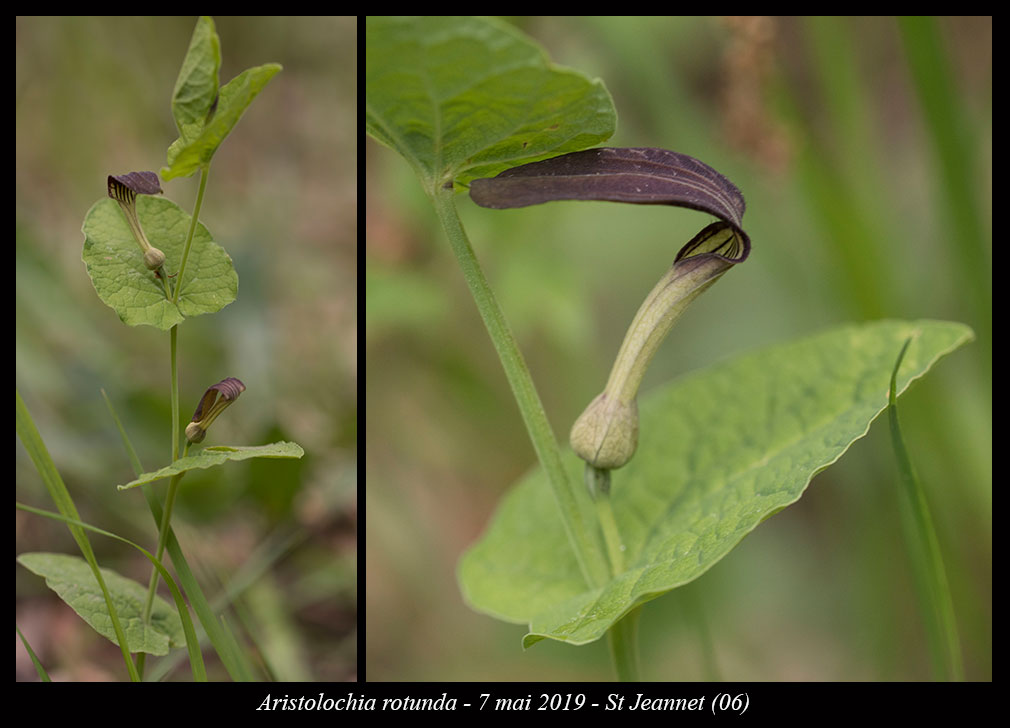 Aristolochia rotunda